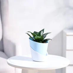 Snake Plant - Green