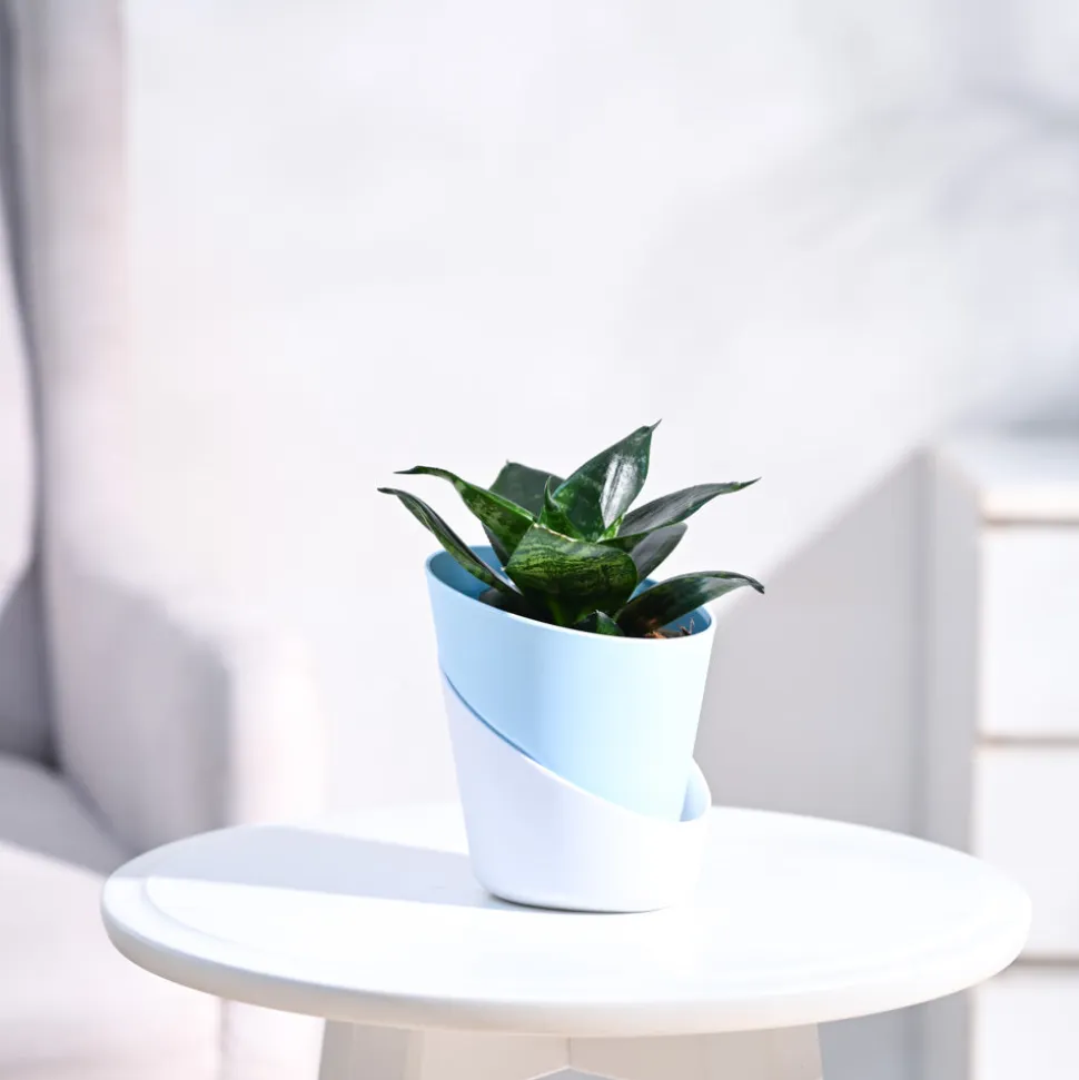 Snake Plant - Green