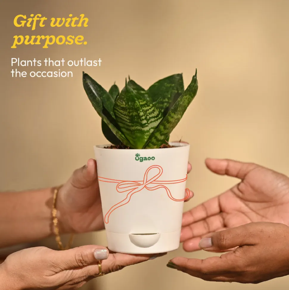 Snake Plant - Green