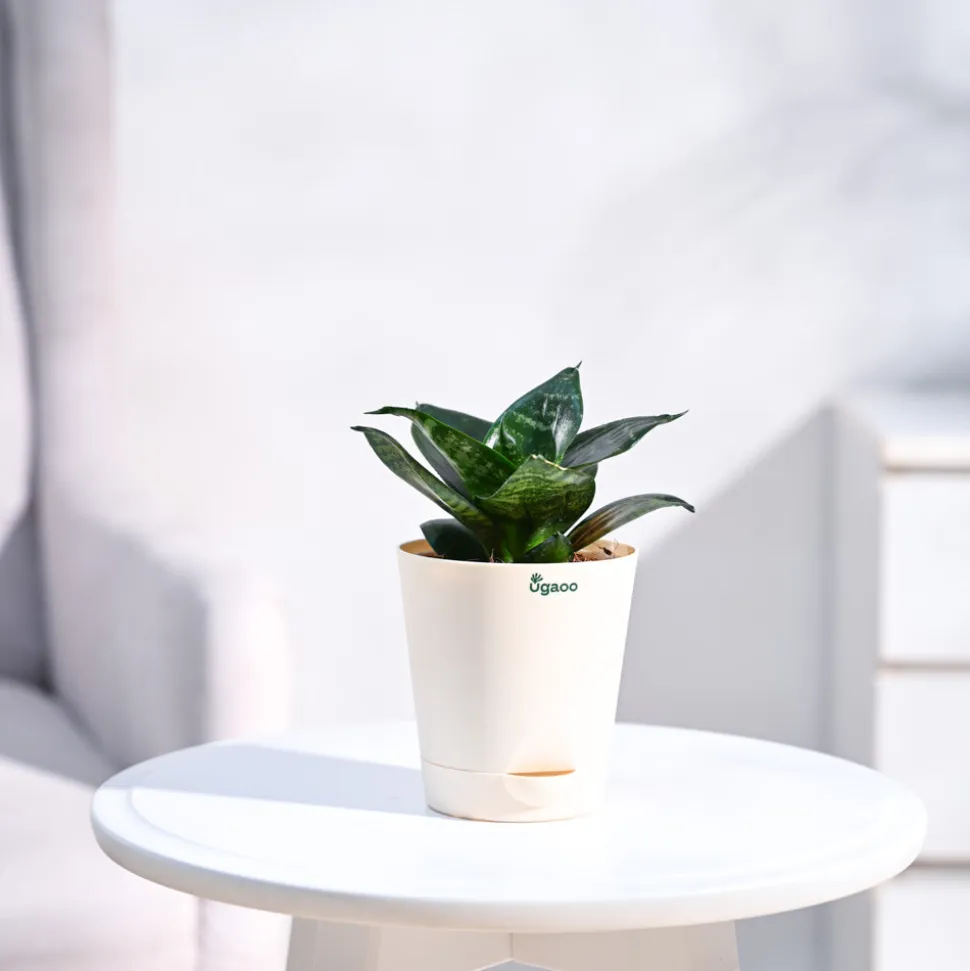Snake Plant - Green