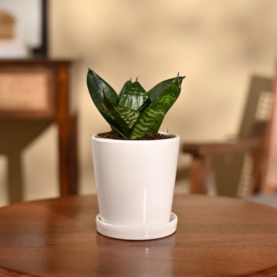 Snake Plant - Green