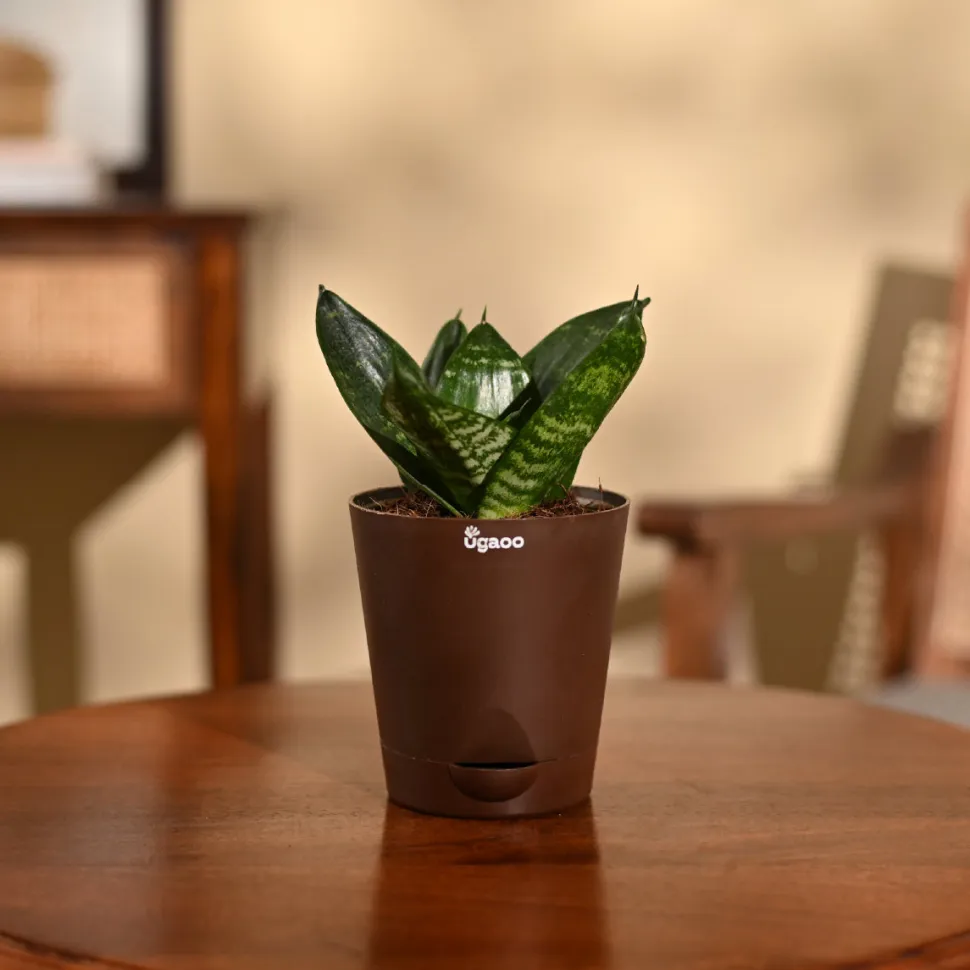 Snake Plant - Green