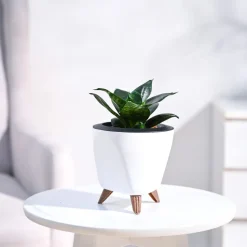 Snake Plant - Green