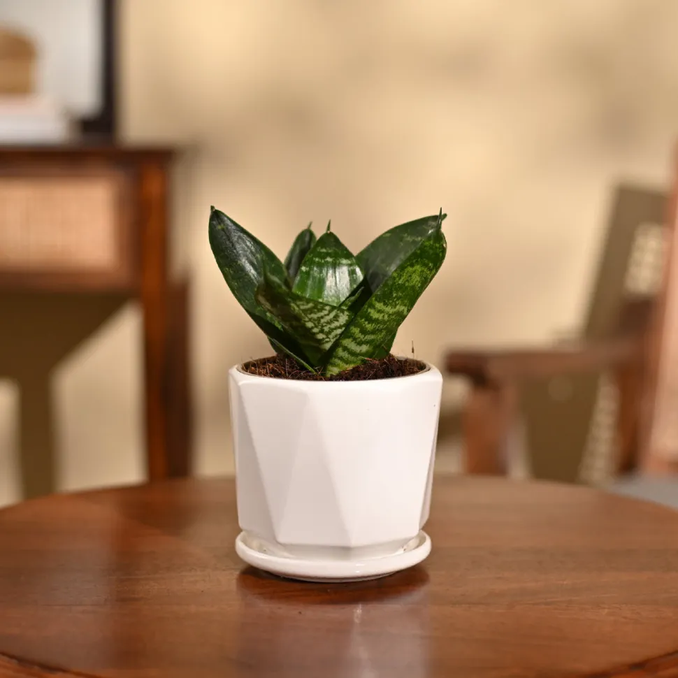 Snake Plant - Green