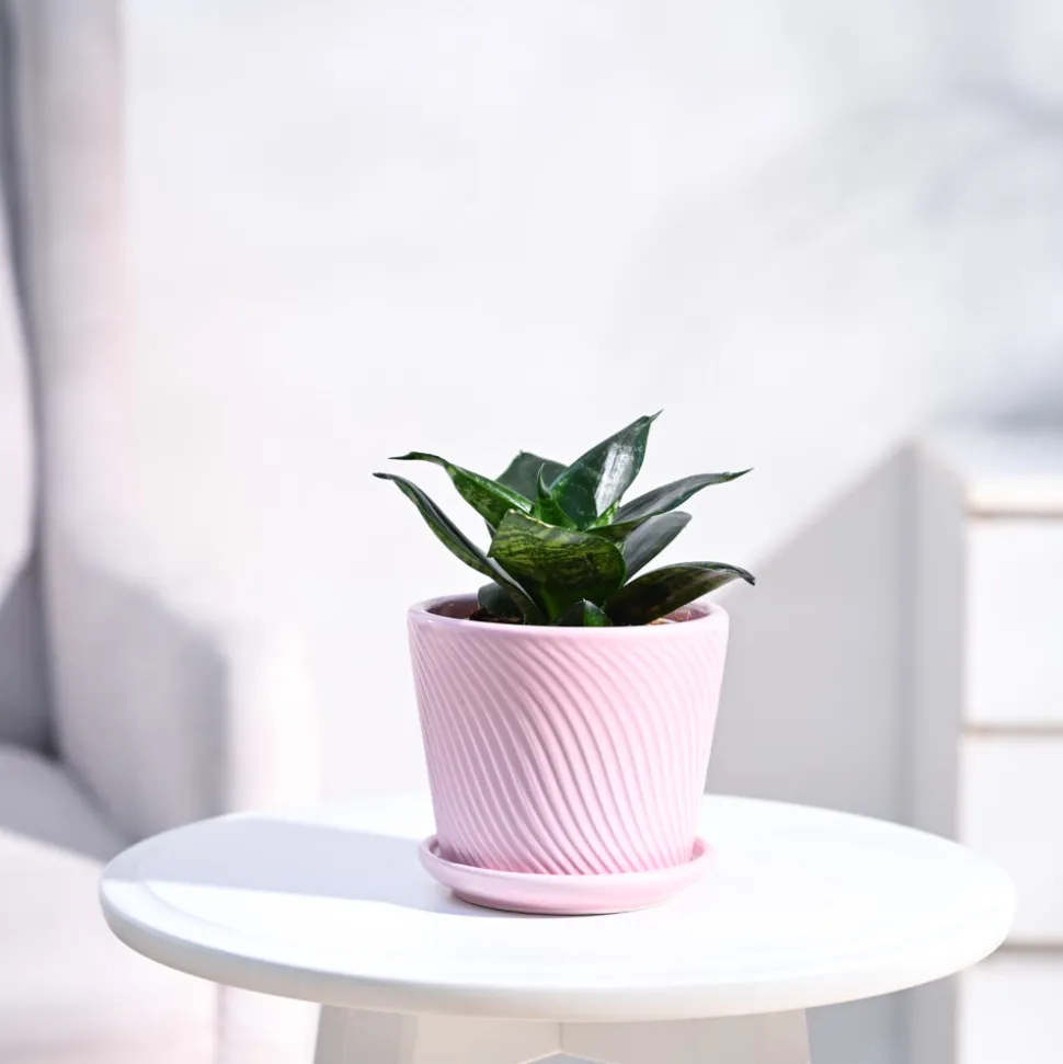 Snake Plant - Green