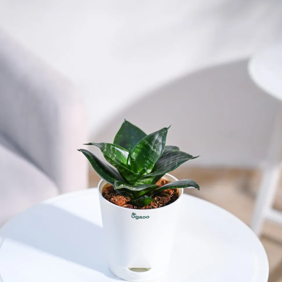 Snake Plant - Green