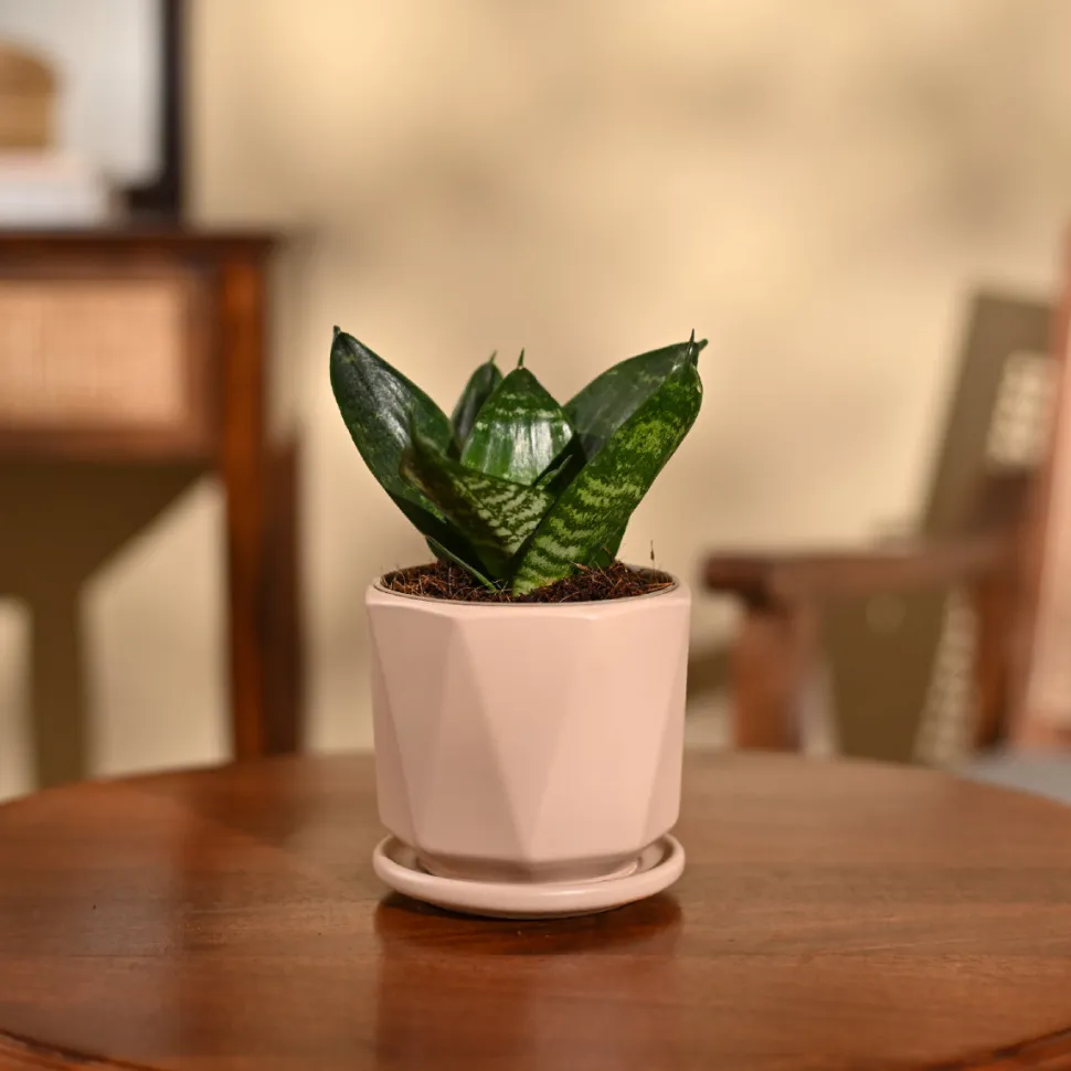 Snake Plant - Green