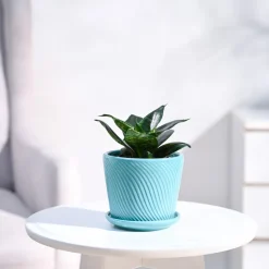 Snake Plant - Green