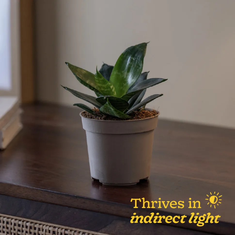 Snake Plant - Green
