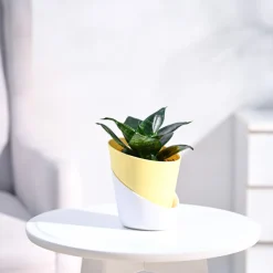 Snake Plant - Green