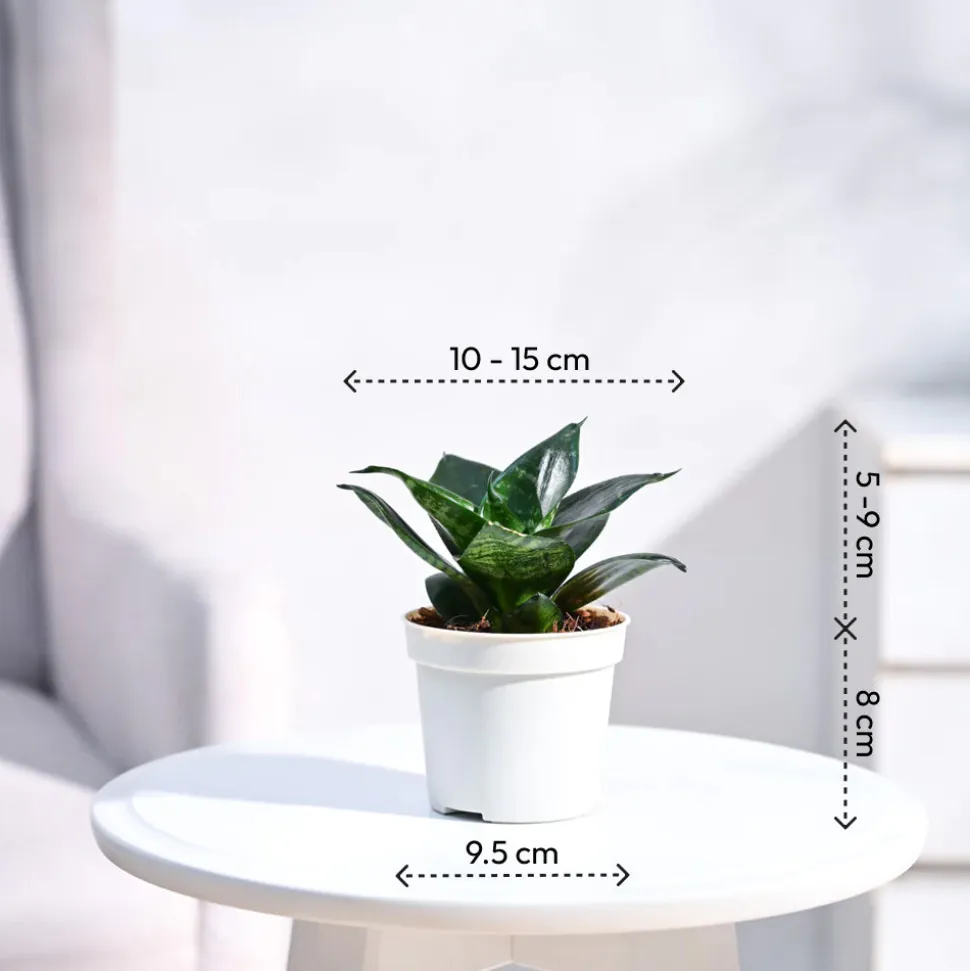 Snake Plant - Green