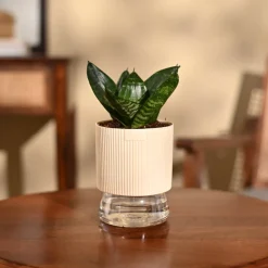 Snake Plant - Green