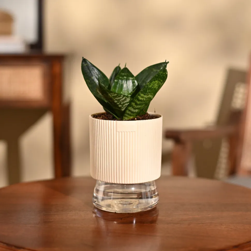 Snake Plant - Green