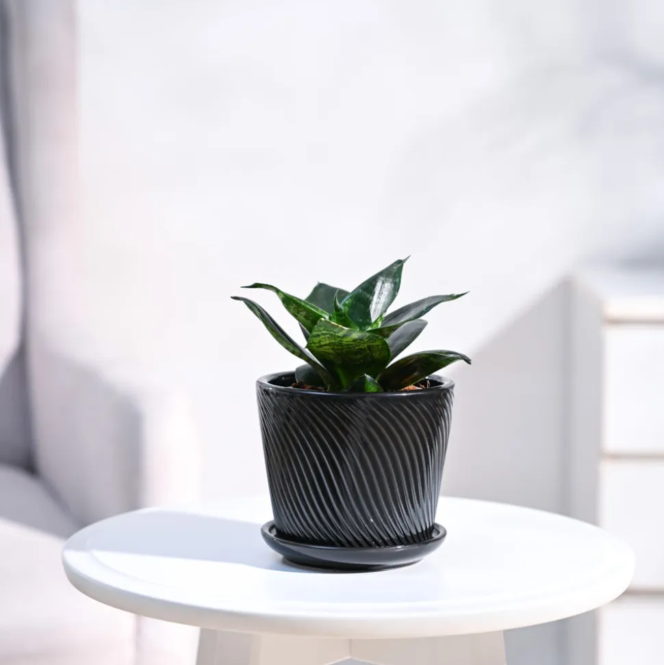 Snake Plant - Green