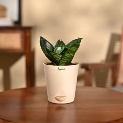 Snake Plant - Green