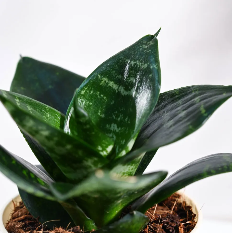 Snake Plant - Green