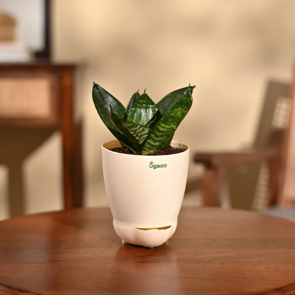 Snake Plant - Green