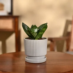 Snake Plant - Green