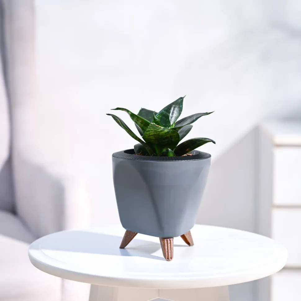Snake Plant - Green
