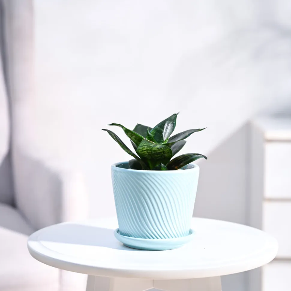 Snake Plant - Green
