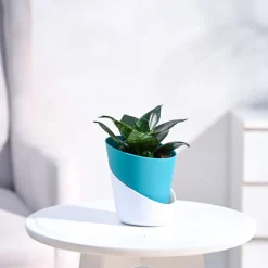 Snake Plant - Green