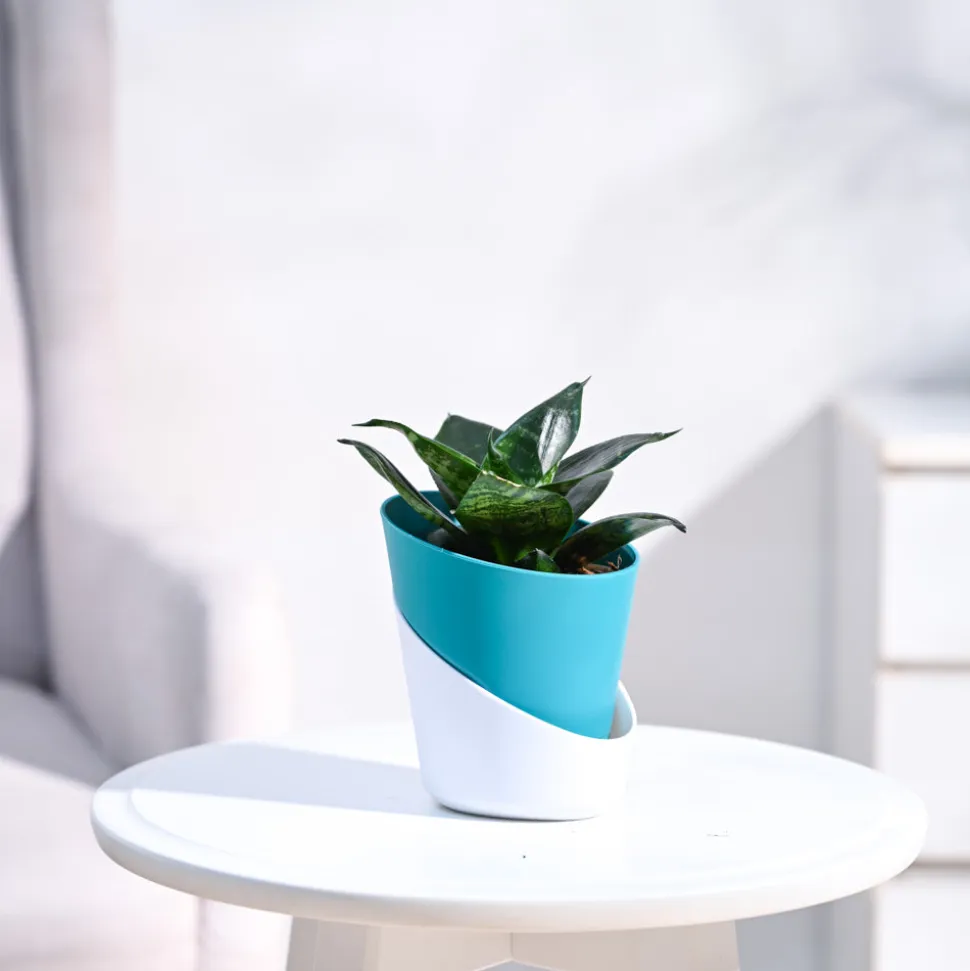 Snake Plant - Green