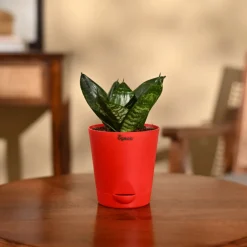 Snake Plant - Green