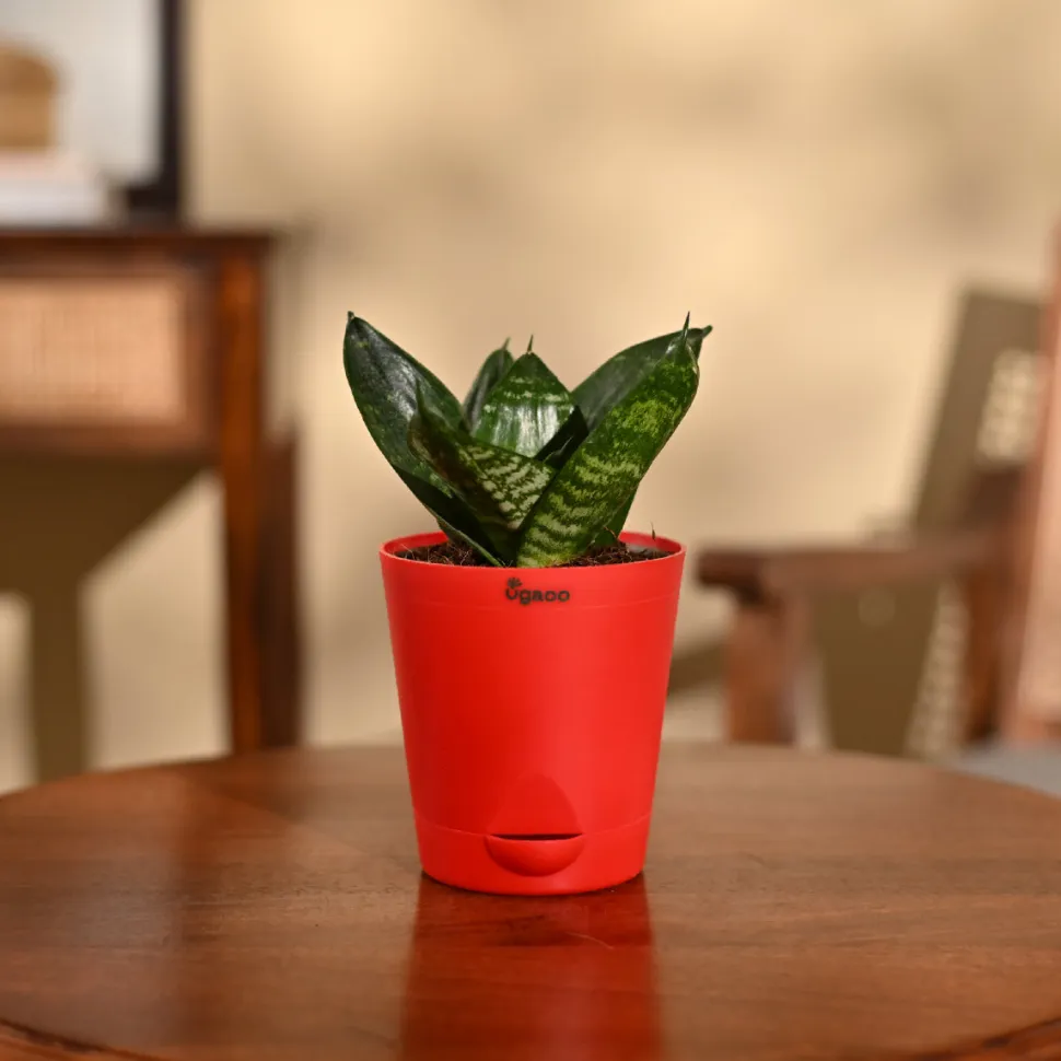 Snake Plant - Green