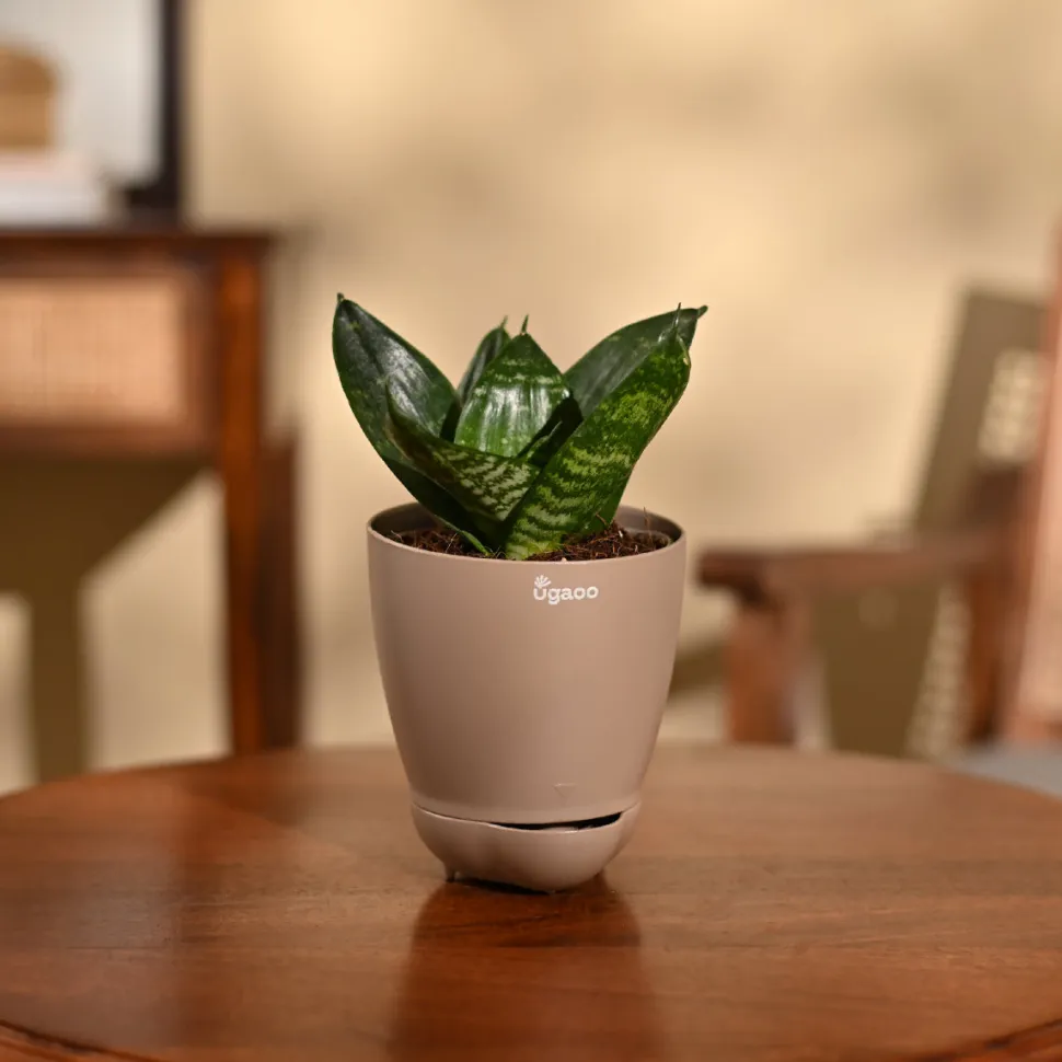 Snake Plant - Green