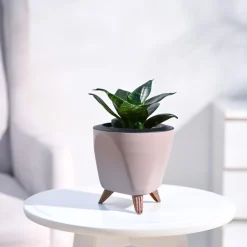 Snake Plant - Green