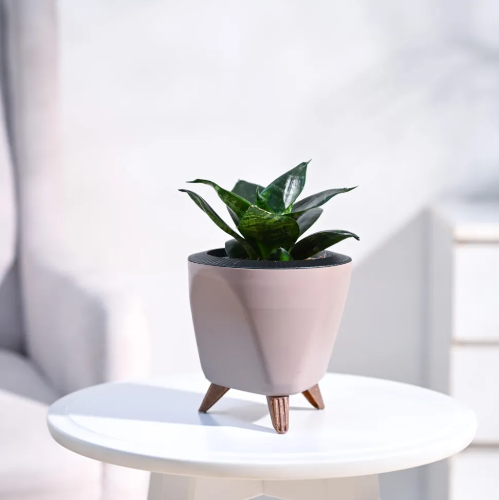 Snake Plant - Green