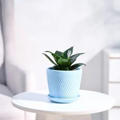 Snake Plant - Green