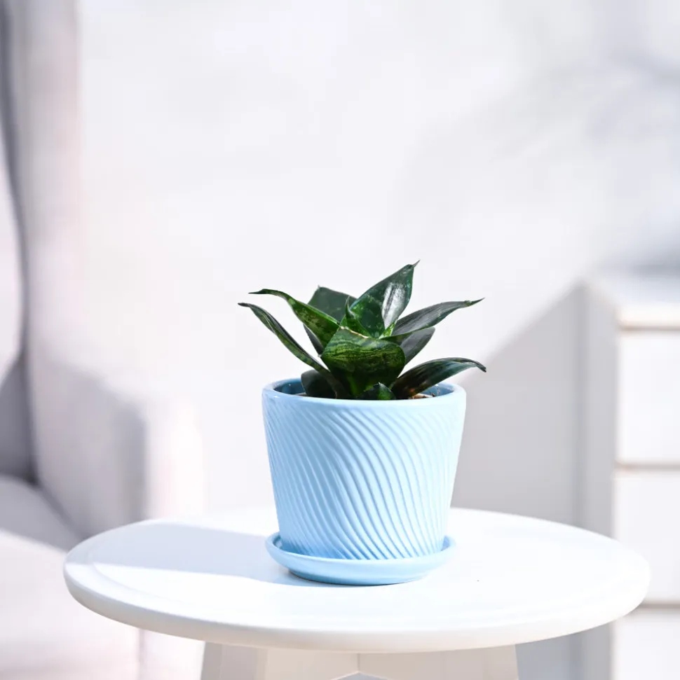 Snake Plant - Green