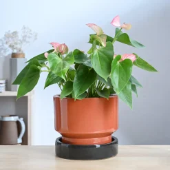 Soothing Rains Ceramic Planters