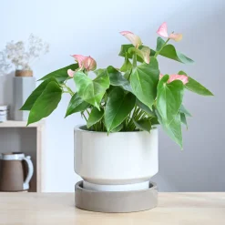 Soothing Rains Ceramic Planters