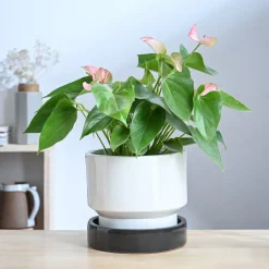 Soothing Rains Ceramic Planters