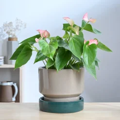 Soothing Rains Ceramic Planters