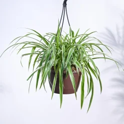 Spider Plant With Hanging Pot