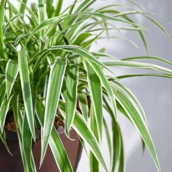 Spider Plant With Hanging Pot