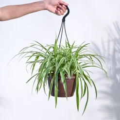 Spider Plant With Hanging Pot