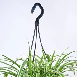 Spider Plant With Hanging Pot