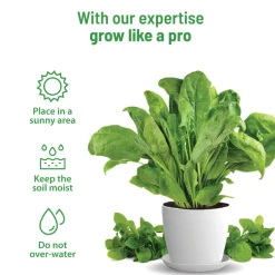 Spinach Grow Kit