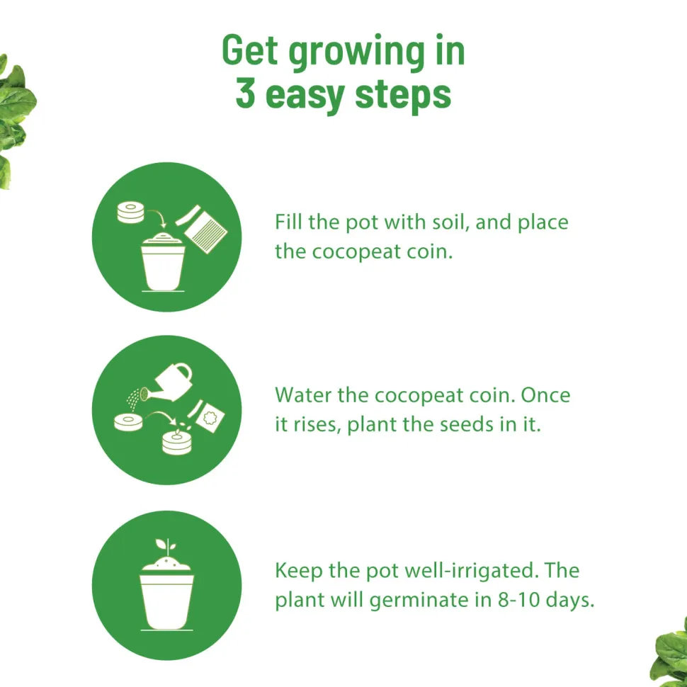 Spinach Grow Kit