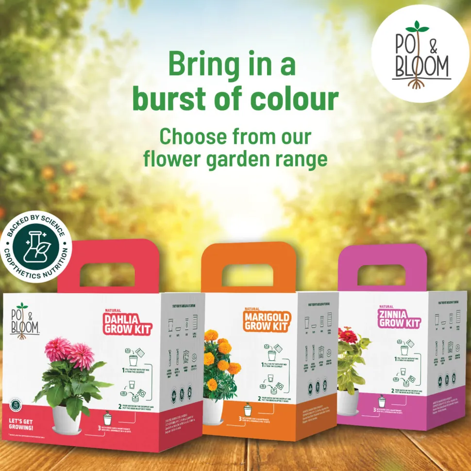 Spinach Grow Kit
