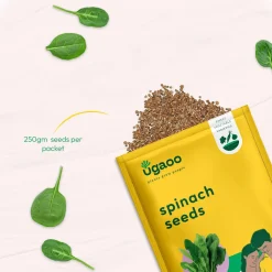 Spinach Seeds (Palak)