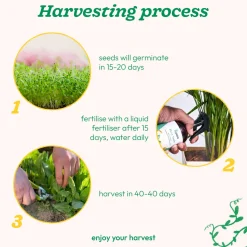 Spinach Seeds (Palak)