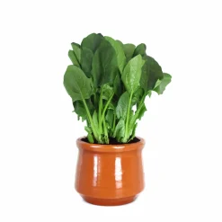 Spinach Seeds (Palak)