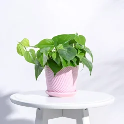 Spiro Ceramic Pot