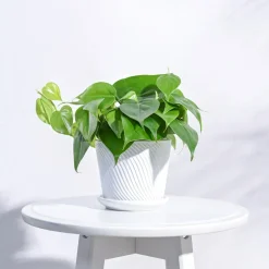 Spiro Ceramic Pot