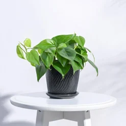 Spiro Ceramic Pot